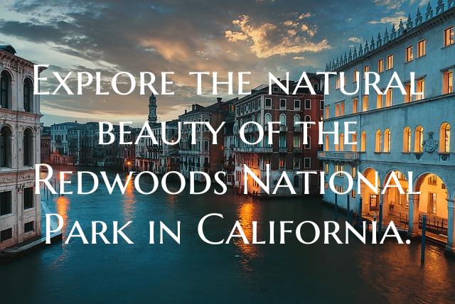 Explore the natural beauty of the Redwoods Nationa...